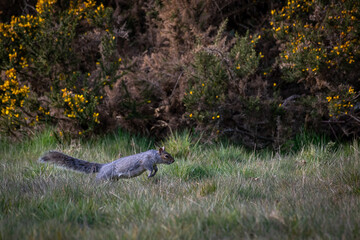 One grey squirrel running through the field