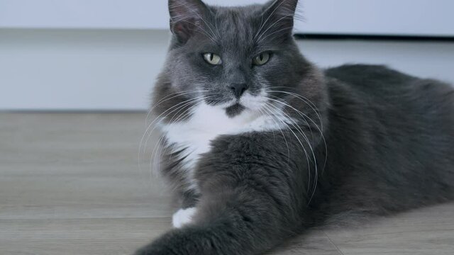 A beautiful gray cat with fluffy hair and a gorgeous mustache is lying on the floor, watching what is happening around. The carefree life of domestic cats.