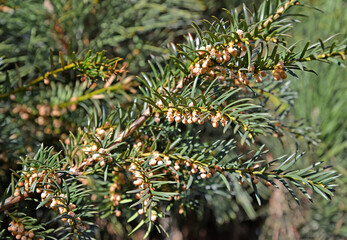 Flowering yew berry (Taxus baccata L.). Spring