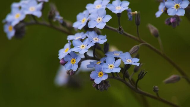 Blue forget me not flowers over green