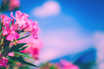 Soft focused bright pink oleander flowers with blue sky and pink clouds background. Romantic summer sunny day tropical nature floral bloom background. Copy space, vacation vibes.