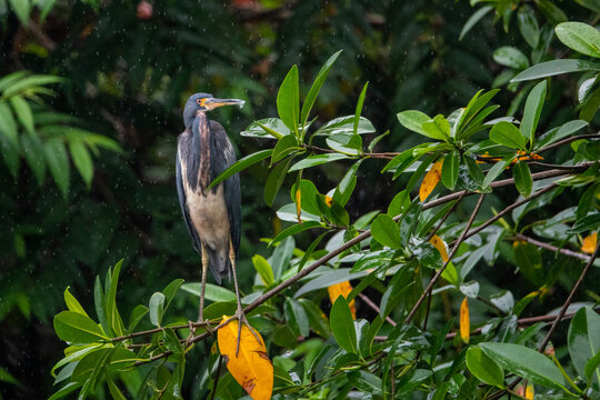 Agami Heron in costa Rica