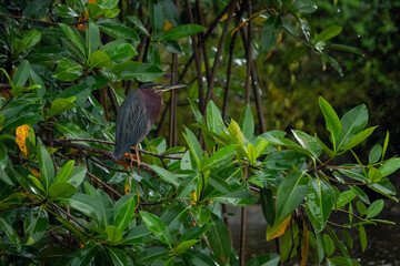 Green Heron in costa Rica