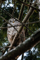 Barred Owl in Central Park