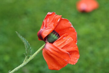 red poppy in the field