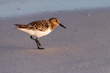 Sandpiper at Gulf Island National Seashore