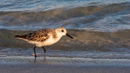 Obraz premium Sandpiper at Gulf Island National Seashore