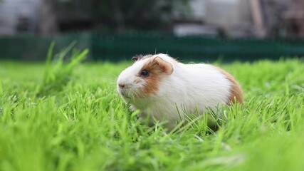 Funny guinea pig washing face and eating grass in the garden outdoors
