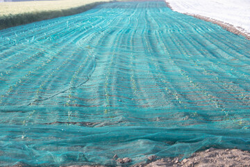 a large net in a field to protect the plants from birds