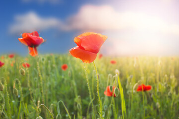 Field of red poppies at sunset.Beautiful wallpaper