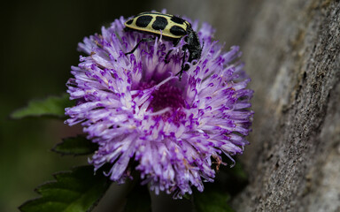 A. variegatus uses nectar as food as it is considered polliniferous and granivorous. The mutual interaction described here is an example of a plant-pollinator interaction with generalist insecs