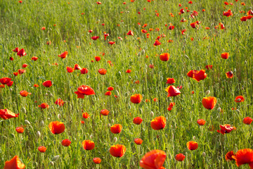 Fototapeta premium Field of red poppies close up. Beautiful background.