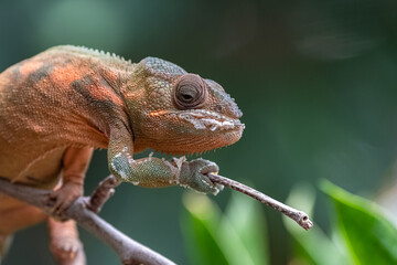 panther chameleon, beautiful animal climbing on a branch
