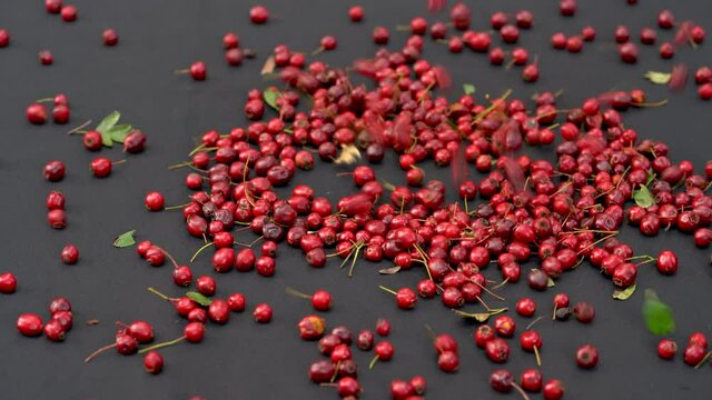 Falling Hawthorn fruits on table (Crataegus monogyna) - (4K)