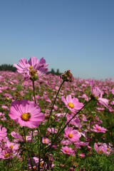 Obraz premium Tall Pink Cosmos seed production field