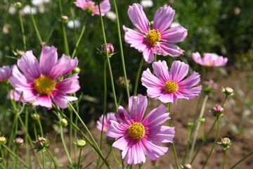 Obraz premium Cosmos Daydream seed production field