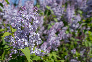 Lilac branch close up with text space