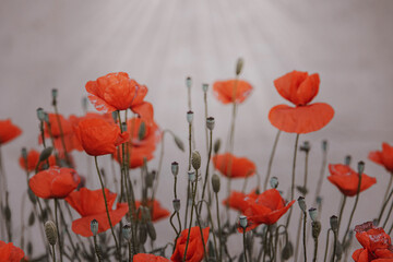 red summer poppy flowers on a light background