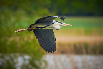 Grey Heron in flight ( Ardea Cinerea ) Blue sky	