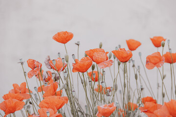 red summer poppy flowers on a light background