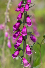 Close up of a common foxglove (digitalis purpurea) flower in bloom © tom