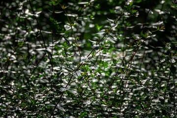 Fototapeta na wymiar green bush in the sun creating an interesting summer abstract background