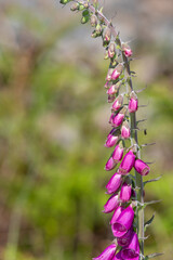 Close up of a common foxglove (digitalis purpurea) flower in bloom