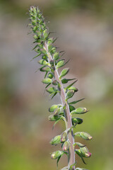 Close up of buds on a common foxglove (digitalis purpurea) flower