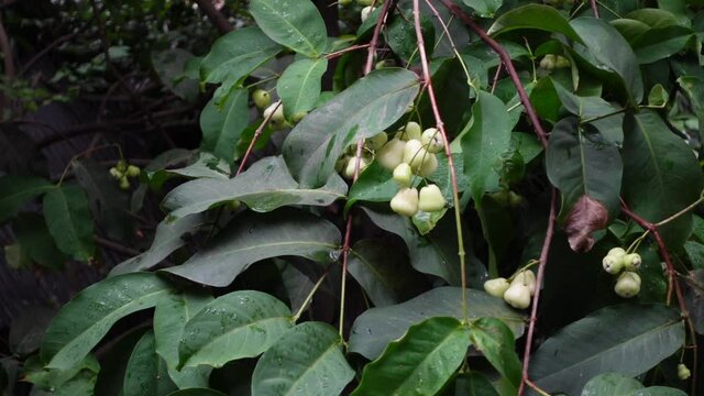 Raw fresh white java apple hanging on a tree. Water apple on the background of plants. Slow-motion video.