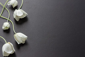 border of white anemone flowers on black background with copy space