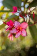 pink flowers