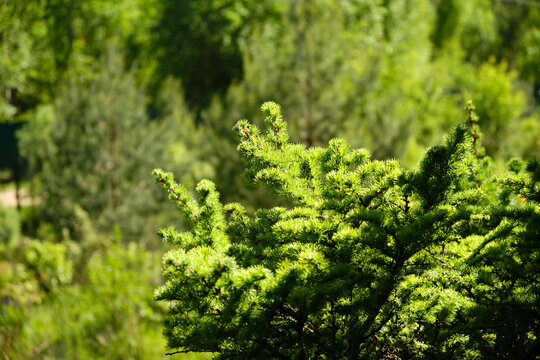 A branch of a larch tree in sunny day