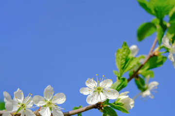 White flowers of a blooming apple tree in spring on a background of blue sky on a sunny day in nature outdoors. close-up, spring garden, flower frame, copy space