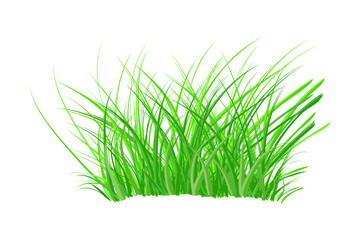 Tuft of grass isolated on white background. Spring bush of fresh grass. Green thick weed. Big tussock. Design element of nature. Stock vector illustration