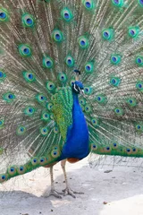 Fotobehang Peacock © Shumperk