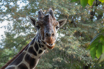 portrait of a giraffe
