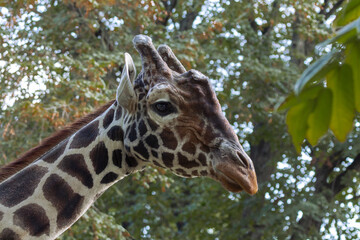 giraffe in zoo