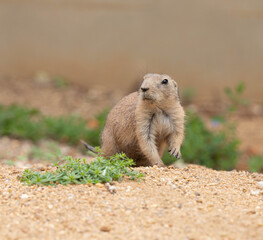 Gopher