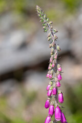 Close up of a common foxglove (digitalis purpurea) flower in bloom