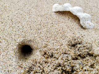 shell on the beach