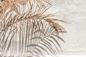 Dry palm foliage leaf branch on concrete wall. Dark sunlight shadows on the wall. Minimal floral...