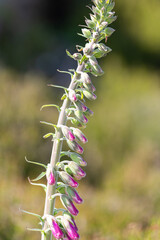 Close up of buds on a common foxglove (digitalis purpurea) flower
