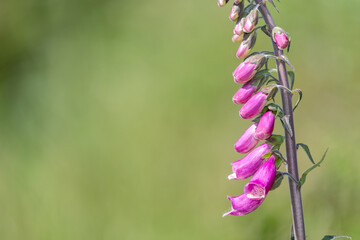 Close up of a common foxglove (digitalis purpurea) flower in bloom © tom