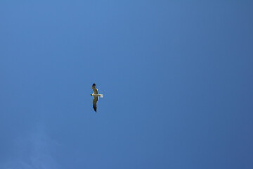 seagull in flight