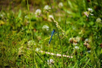The Blue Dragonfly