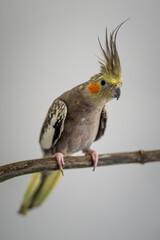 Full Body Shot of Cockatiel Parrot Isolated against Grey Background.