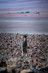 A lonely zebra in the dry land of namibia