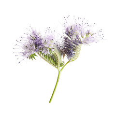 Detail of Phacelia tanacetifolia flower in high resolution on white background. Important plant for bees and honey production.