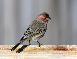 Male House Finch