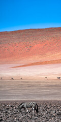 Fototapeta na wymiar A lonely zebra in the dunes of the namib